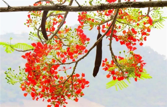 怒江旅游 鳳凰花開(kāi)紅似火，峽谷賞花正當(dāng)時(shí)